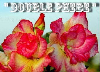(image for) Adenium Obesum 'Double Phebe' 5 Seeds - Click Image to Close